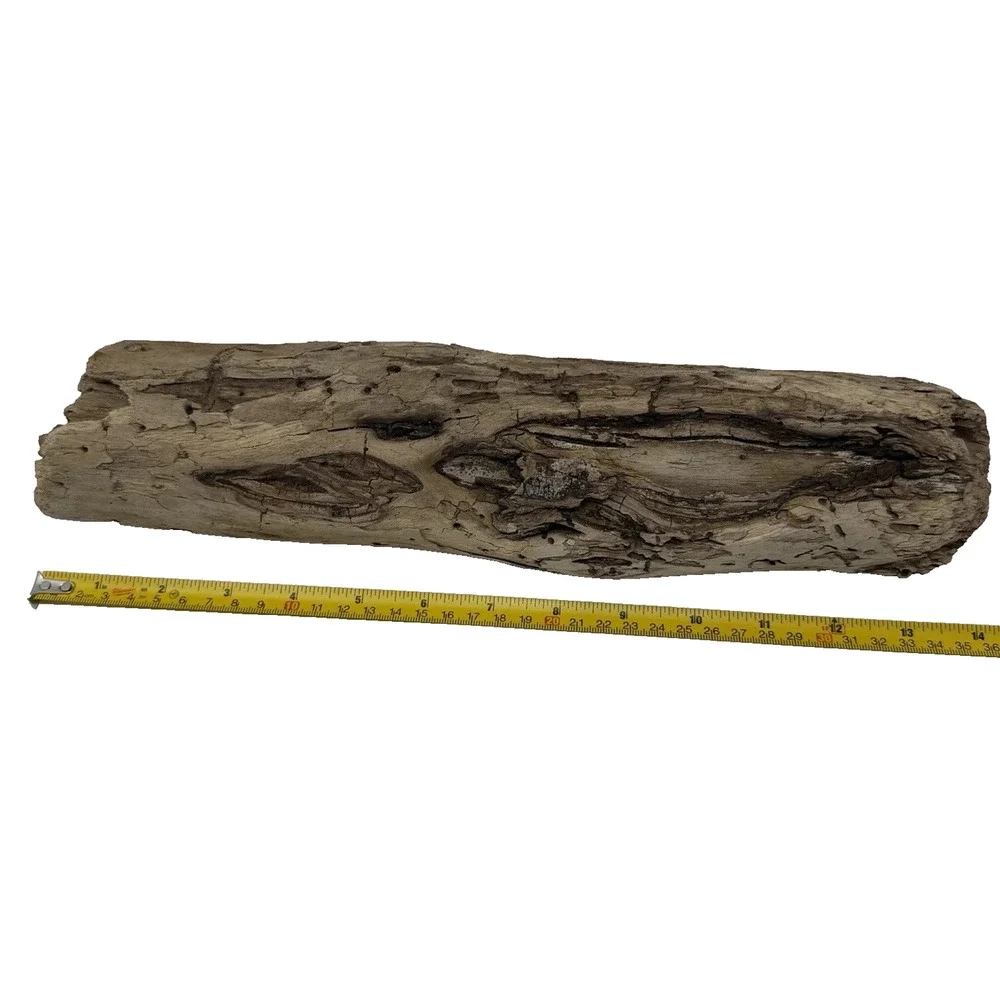 California Coast Driftwood Log – Sculpted Erosion Cavities 14” Natural